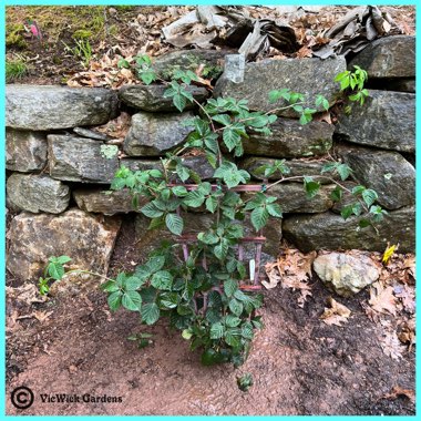 Rubus fruticosus 'Triple Crown'