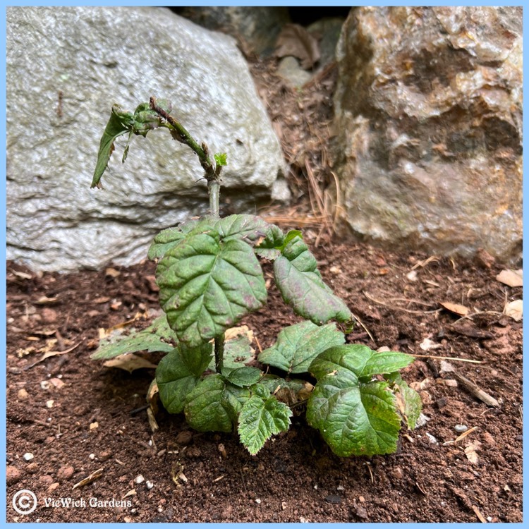 plant image 1589861