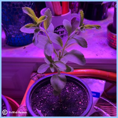 Stevia rebaudiana