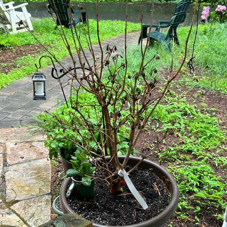 plant image 1593876 plant image 1593876
