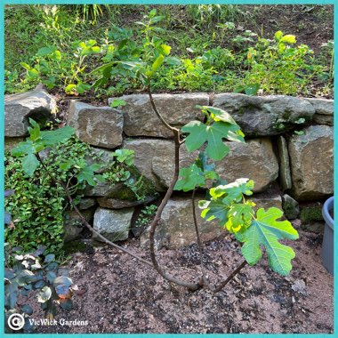Ficus carica 'Chicago Hardy' syn. Ficus carica 'Chicago', Ficus carica 'Hardy Chicago'