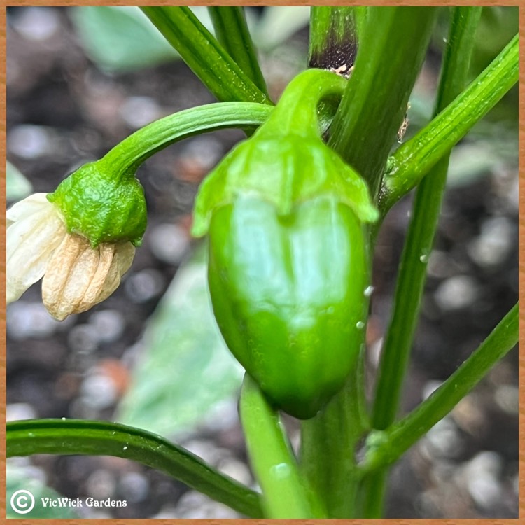 Plant image Capsicum 'Giant Marconi'