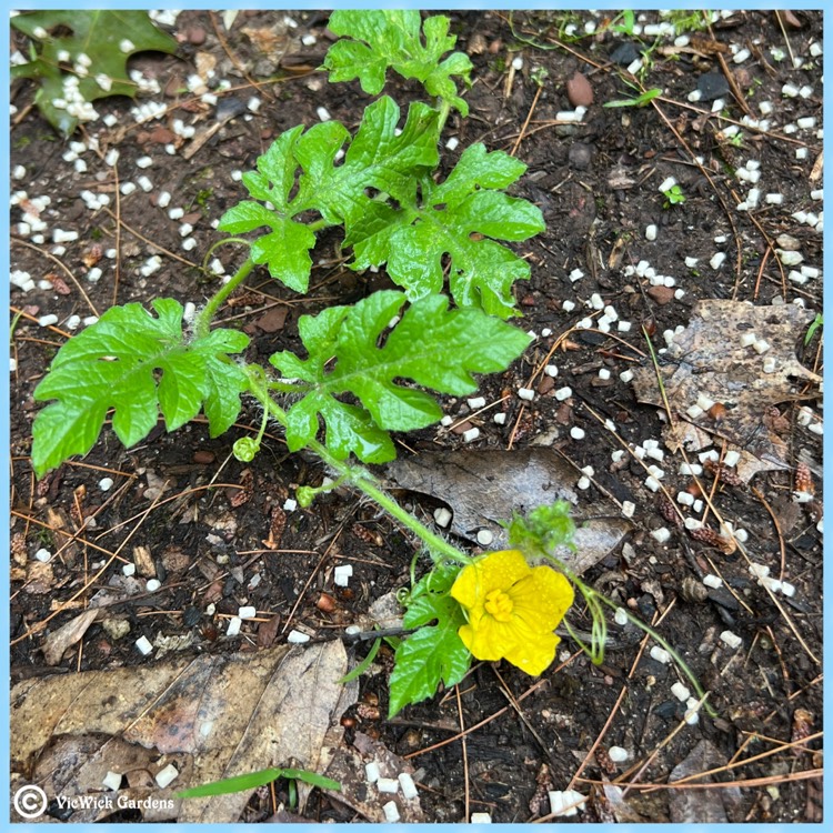plant image 1604322 plant image 1604322