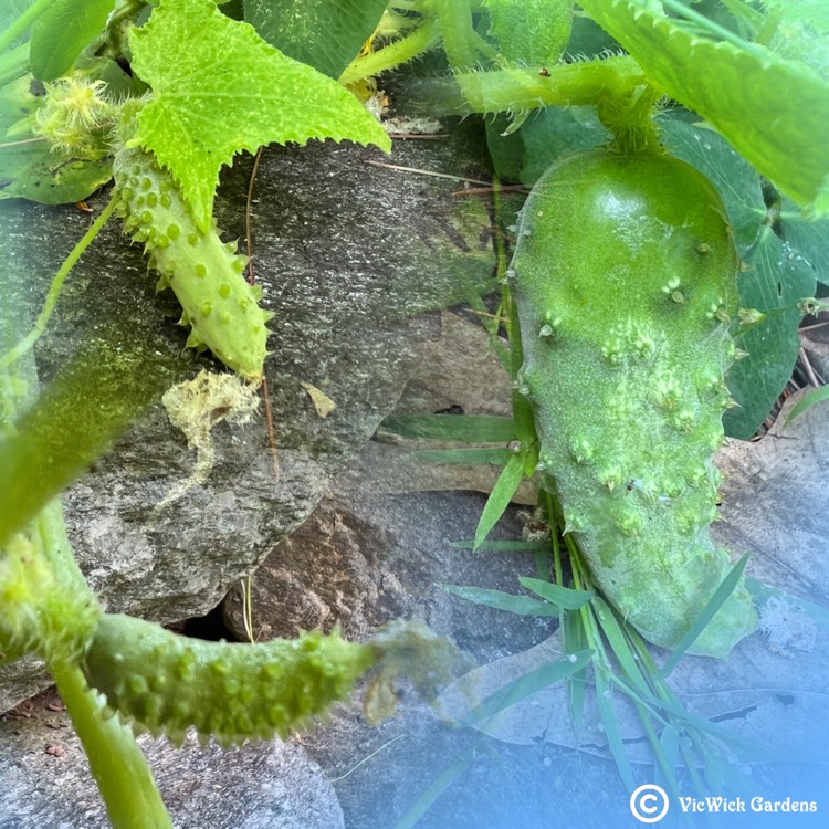 plant image 1612787 plant image 1612787