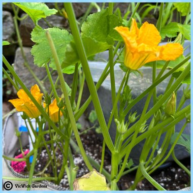 Cucurbita Pepo var. Cylindrica