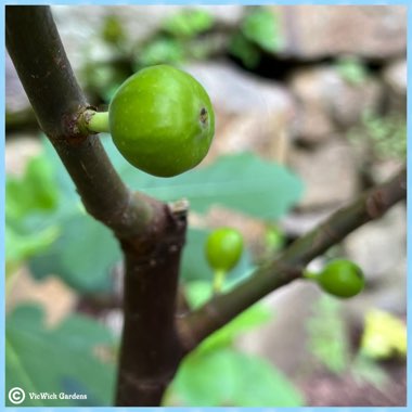 Ficus carica 'Chicago Hardy' syn. Ficus carica 'Chicago', Ficus carica 'Hardy Chicago'
