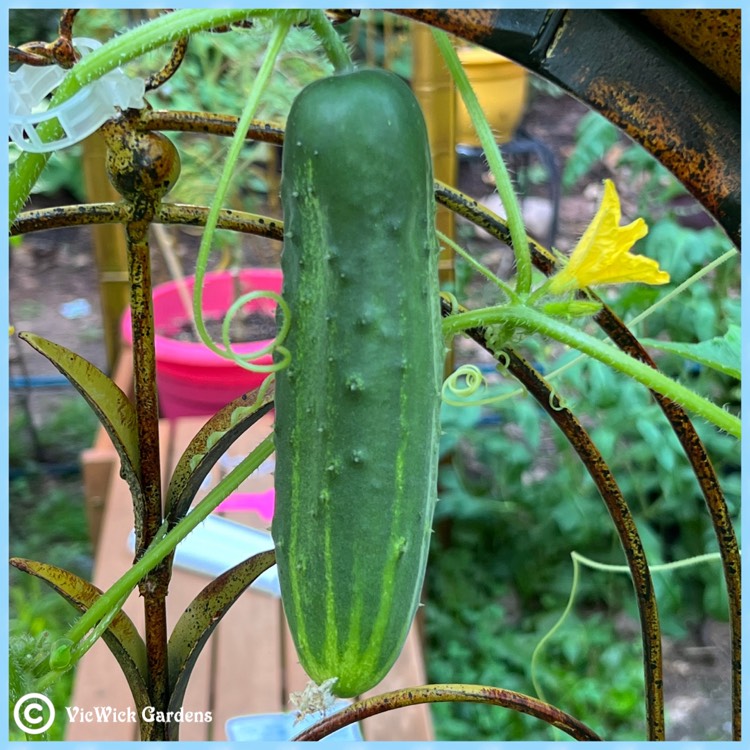 plant image 1613412 plant image 1613412