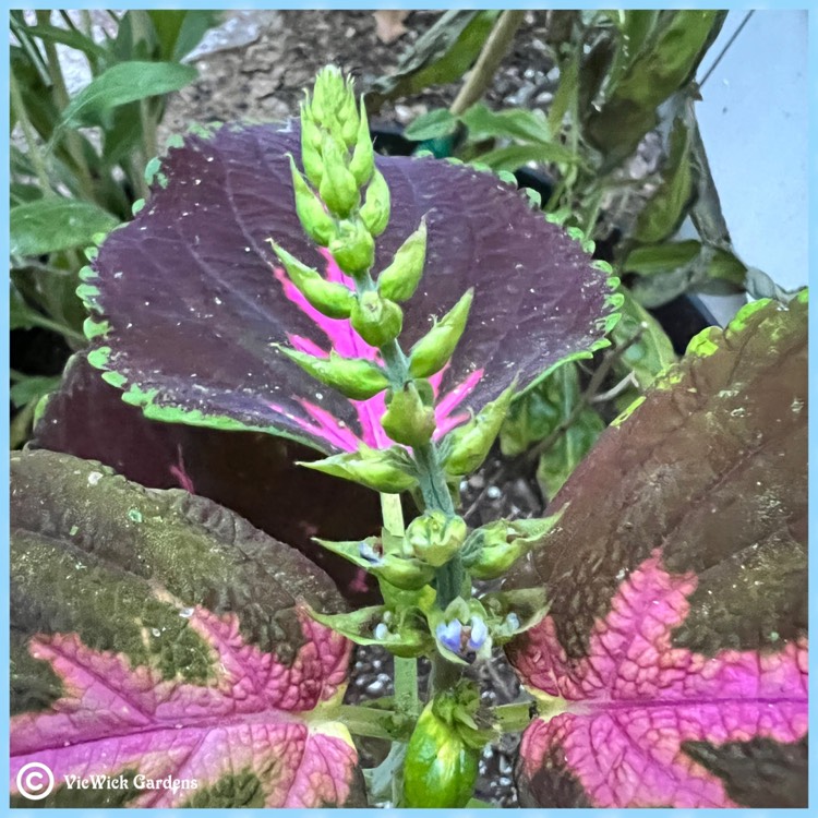 plant image 1613447 plant image 1613447