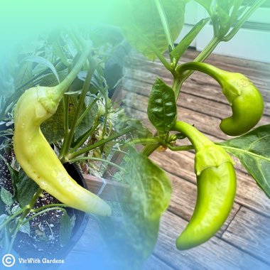 Capsicum 'Sweet Banana'