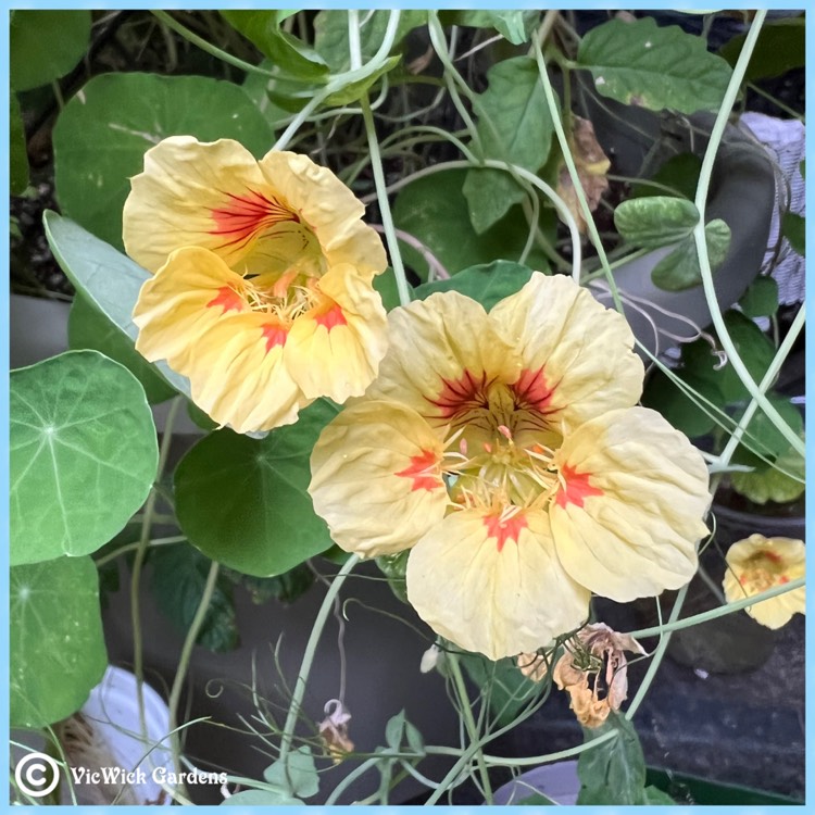 Plant image Tropaeolum majus 'Peach Melba'