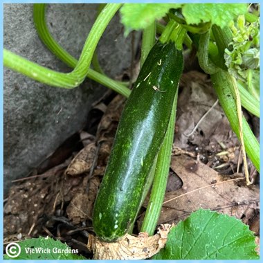 Cucurbita Pepo var. Cylindrica 'Black Beauty'