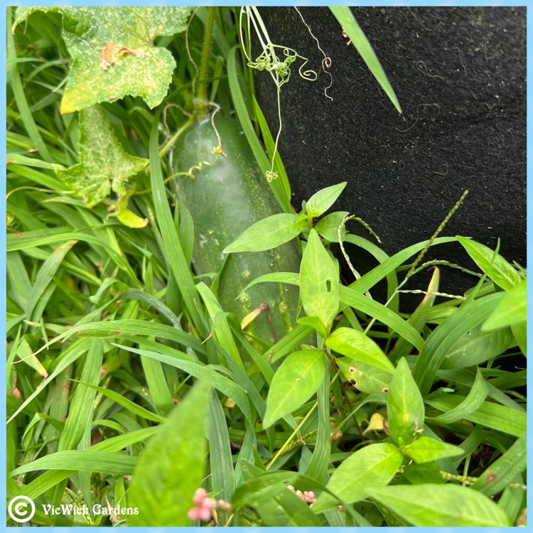 plant image 1623390 plant image 1623390