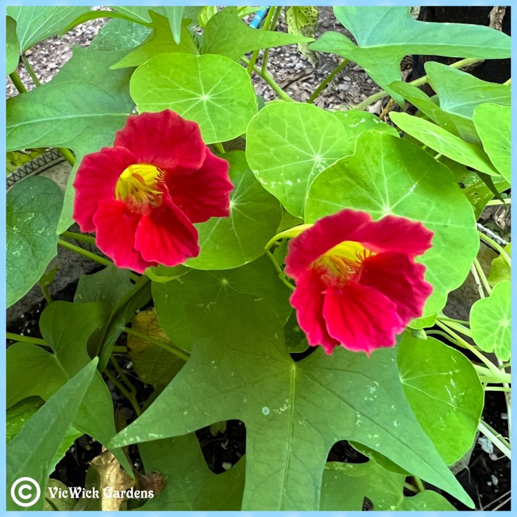 plant image 1624185