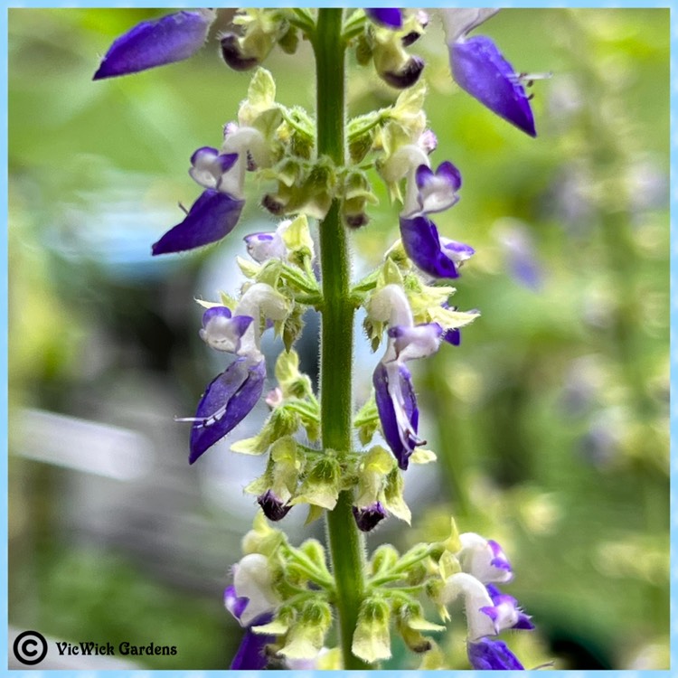 plant image 1625314 plant image 1625314