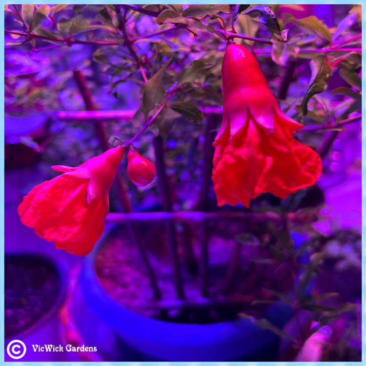 plant image 1626603 plant image 1626603