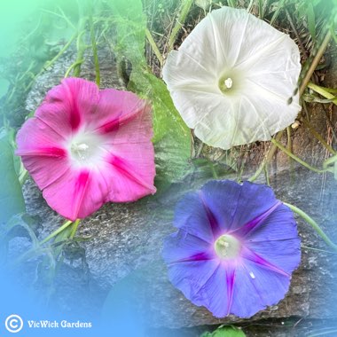 Ipomoea