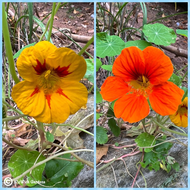 plant image 1632291