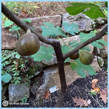 Ficus carica 'Chicago Hardy' syn. Ficus carica 'Chicago', Ficus carica 'Hardy Chicago'