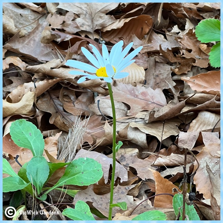 plant image 1637038 plant image 1637038