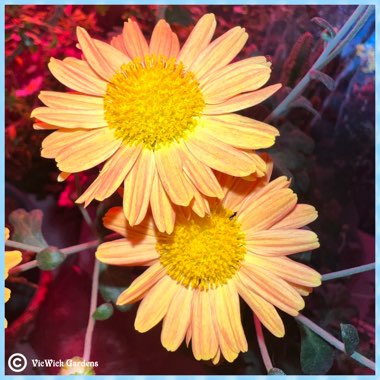 Chrysanthemum