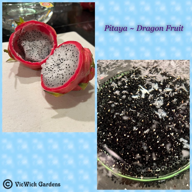 plant image 1652488