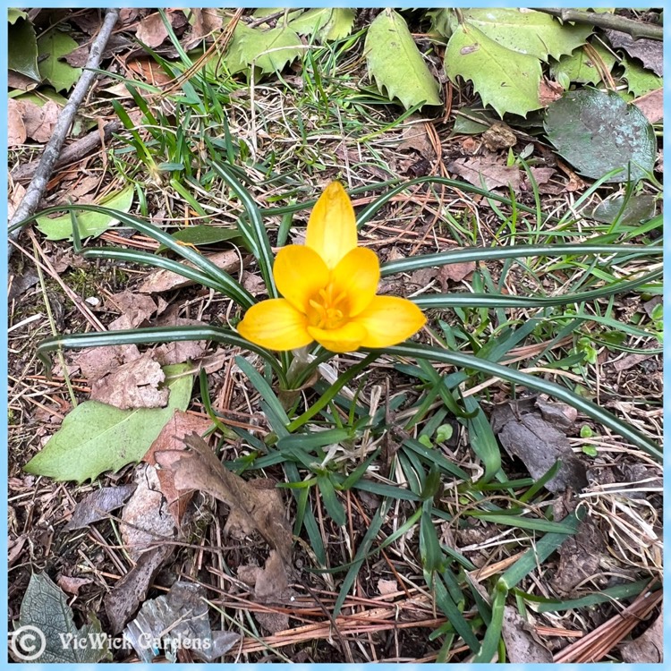 Plant image Crocus ancyrensis