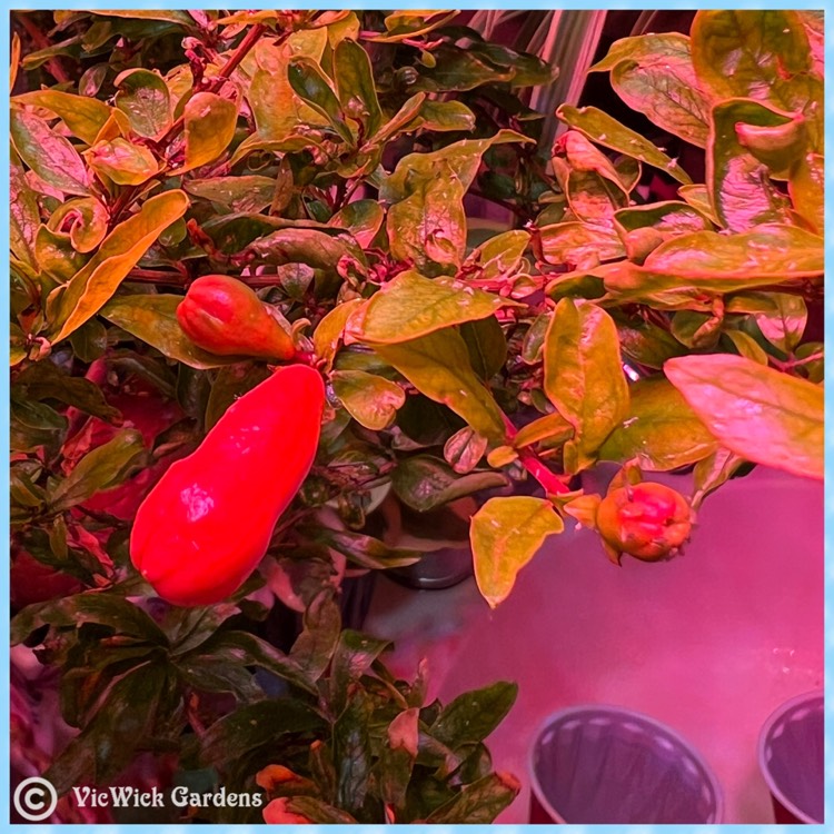 plant image 1656282 plant image 1656282