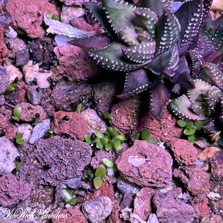 plant image 1661368