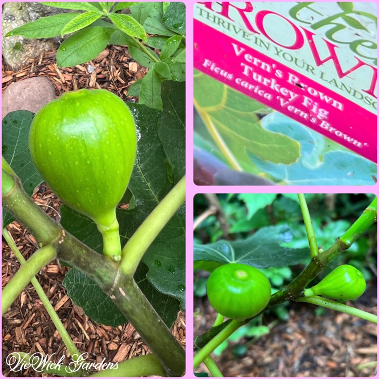 Plant image Ficus carica 'Brown Turkey'