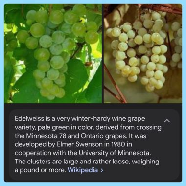 Grape Vine