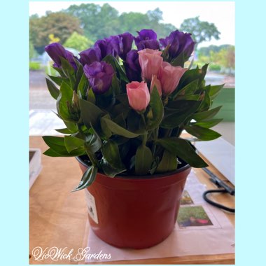 Eustoma