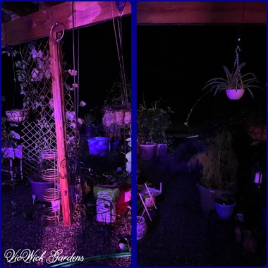 Dragon_'s garden
