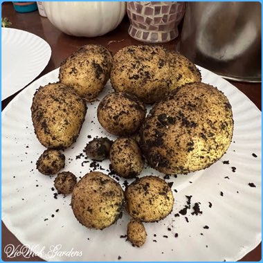 Potato