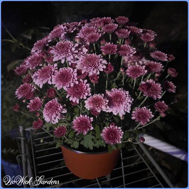 Chrysanthemum