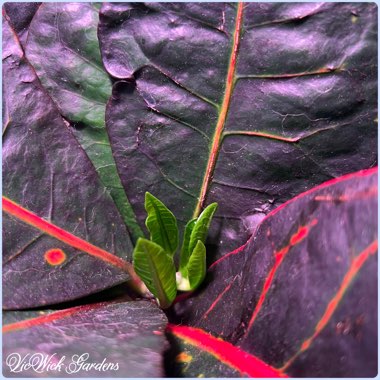 Codiaeum variegatum 'Petra'