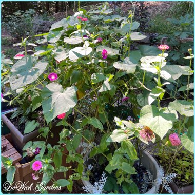 Morning Glory