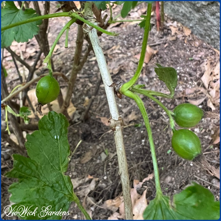 Plant image Ribes x nidigrolaria