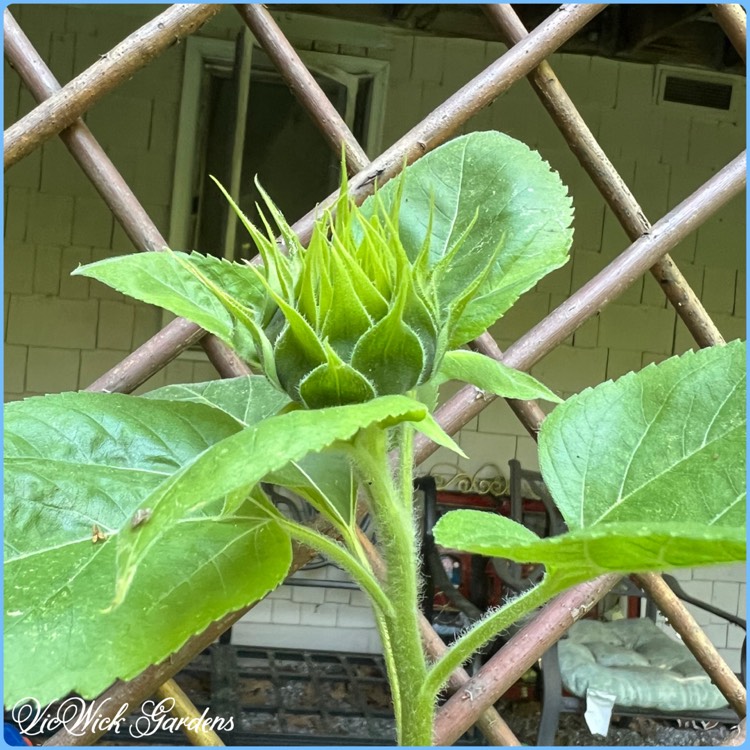 Plant image Helianthus annuus 'girasol'