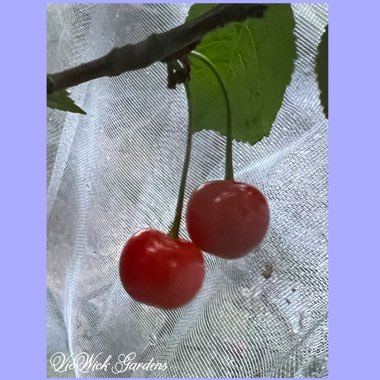 Prunus cerasus 'Montmorency'