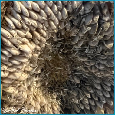 Helianthus annuus 'girasol'