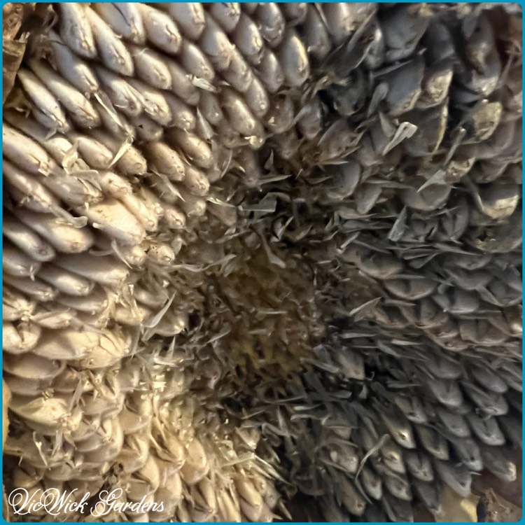 plant image 1720632