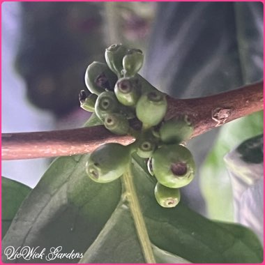 Coffea Arabica