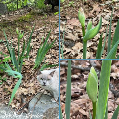 Bearded Iris 'Immortality' (Tall)