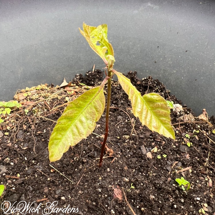 plant image 1734603
