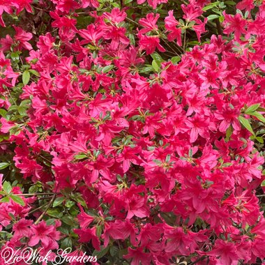 Azalea