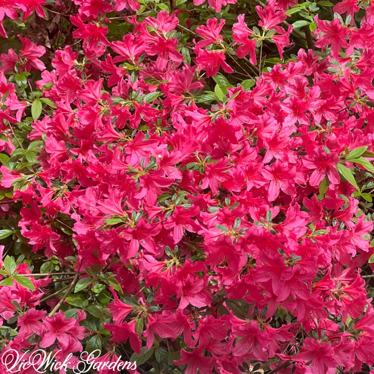 plant image 1734775 plant image 1734775