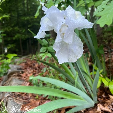 Bearded Iris 'Immortality' (Tall)