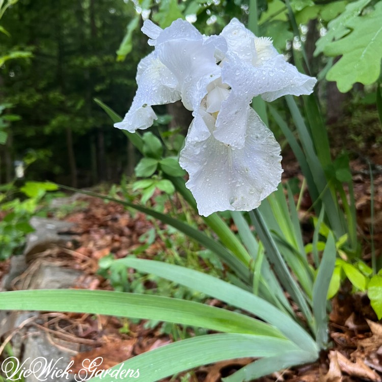 plant image 1734817 plant image 1734817