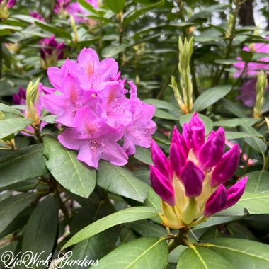 Rhododendron