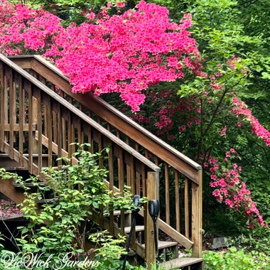 Dragon_'s garden
